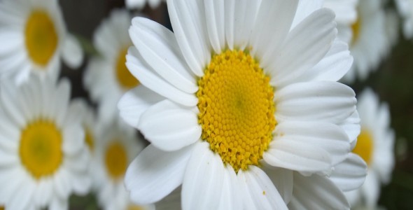 item-banner